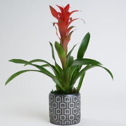 Kare Desenli Gri Beton Saksıda Guzmania Bitkisi